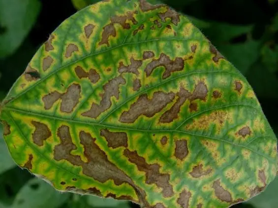 Cómo plantar suculentas en troncos de madera - Consejos para mi huerto