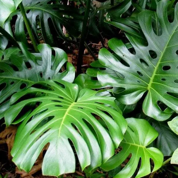 monstera1 monstera1