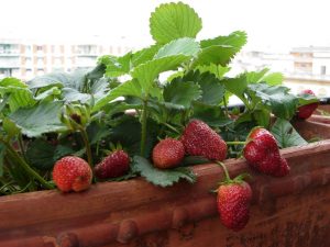 aprende a cultivar fresas en macetas