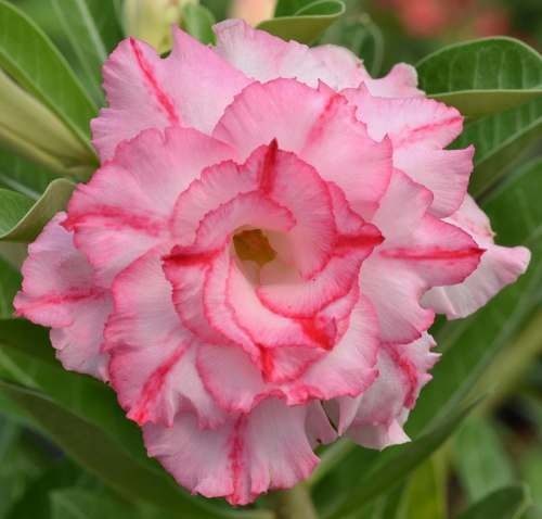 desierto-rosa-teñido-blanco-y-rosa