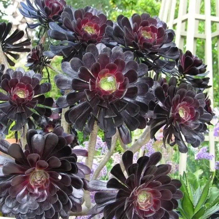Aeonium arboreum