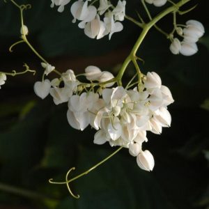 Aprende a plantar Amor-clawinho paso a paso