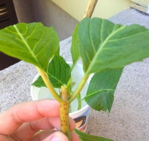aprende a plantar esquejes (plántulas) de hortensias