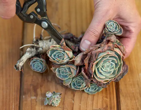 plántulas suculentas plántulas suculentas