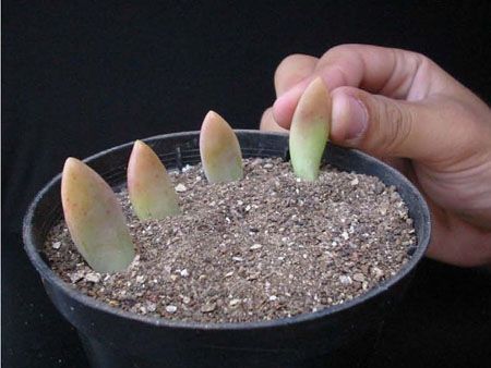 plántulas plántulas