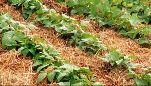 Conheça os benefícios da utilização do Mulching