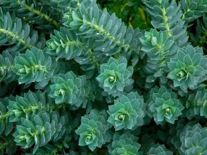 Características y cuidados de Euphorbia myrsinites
