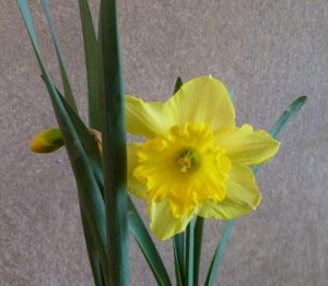 Características y cultivo de Narcissus (Narcisus spp.)