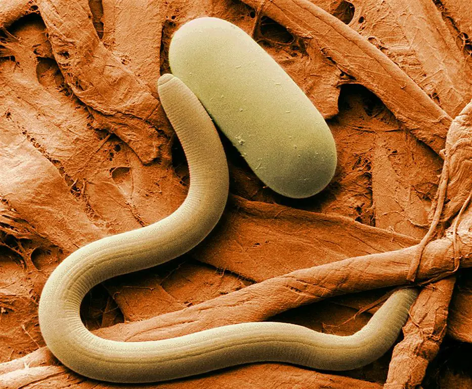 Nematodo heterodera