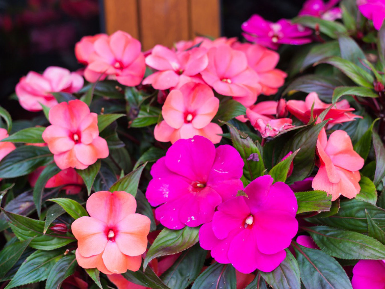 Las características de Impatiens (Impatiens walleriana) Consejos para