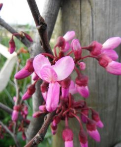 Características y cultivo de Olaia (Cercis siliquastrum)