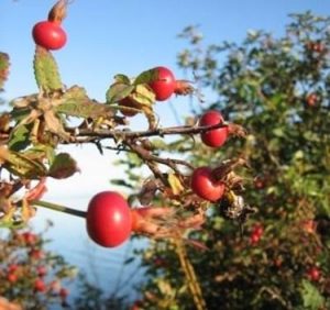 Aceite de rosa mosqueta