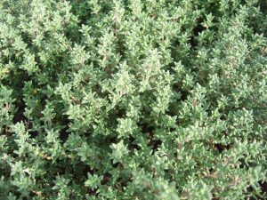 Aceite esencial de tomillo