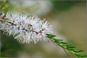 Aceite de árbol de té