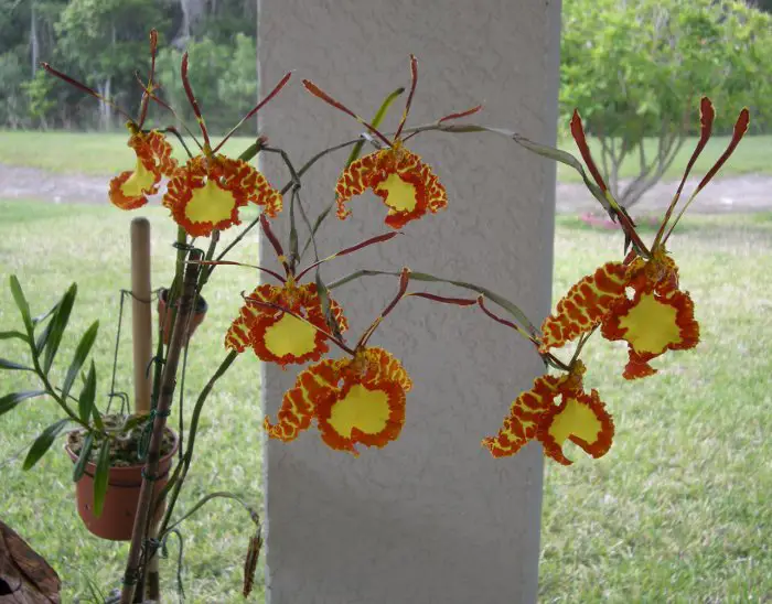 oncidium papilio oncidium papilio