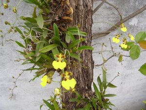 aprende a cuidar las orquídeas Golden Rain (Oncidium)