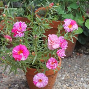 Características y cultivo de la flor de las once horas (Portulaca grandiflora)
