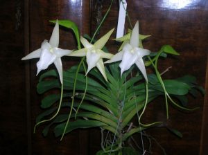 Características de la orquídea cometa (Angraecum sesquipedale)