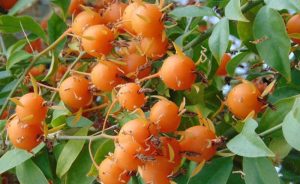 Cómo cultivar Ora-pro-nóbis en casa