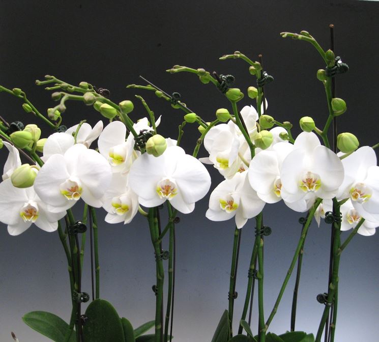 Orquídeas Phalaenopsis