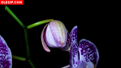 archivo gif de orquídeas