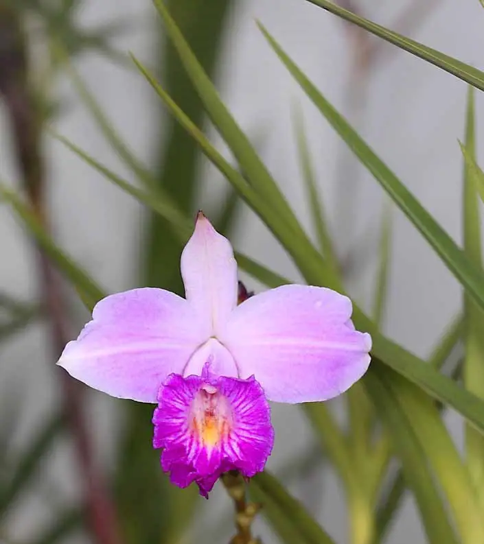orquídea de bambú