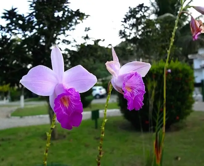 orquídea de bambú orquídea de bambú