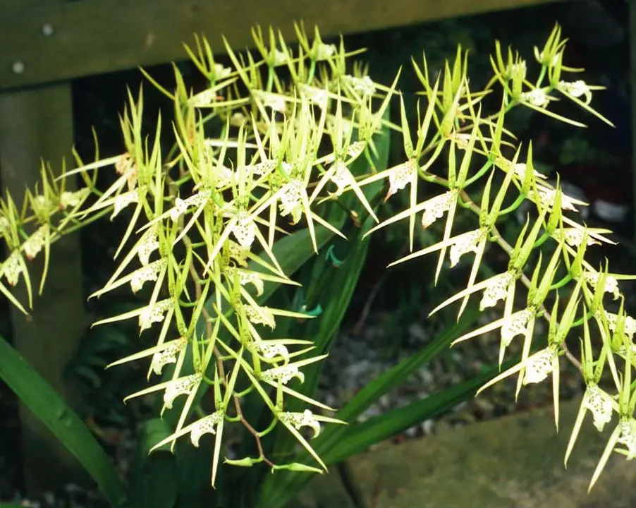 Orquídea Brassia