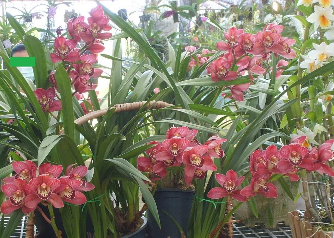orquídea cymbidium 