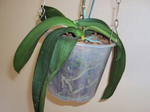 Cómo recuperar orquídea ligeramente deshidratada