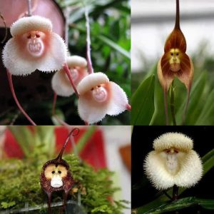 Características y cuidados de la Orquídea Drácula