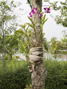 aprende a plantar orquídeas en los árboles