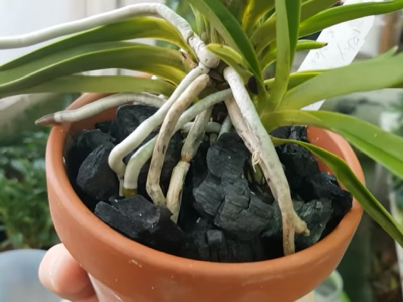 orquídea sobre carbón
