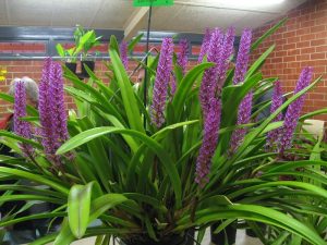 Características y cultivo de la orquídea Bottlebrush (Arpophyllum giganteum)