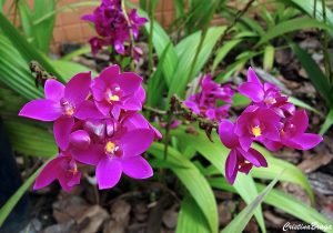 Características de la orquídea uva (Spathoglottis unguiculata)