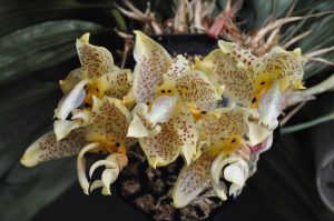 Aprende a cultivar la orquídea Stanhopea