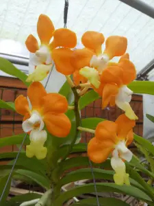 Cómo dividir y replantar orquídeas