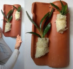 Aprenda a cultivar orquídeas en baldosas