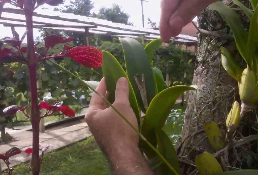 árbol de la orquídea