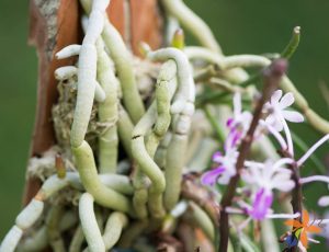 aprenda a hacer su propio enraizamiento natural para esquejes