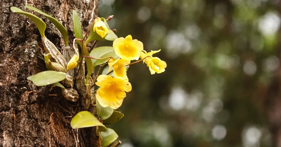 orquídeas sobre piel áspera y gruesa