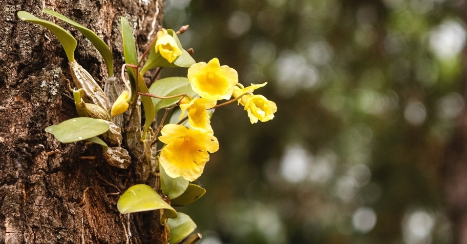orquídeas sobre piel áspera y gruesa