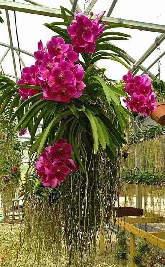 orquídea-vandas-12
