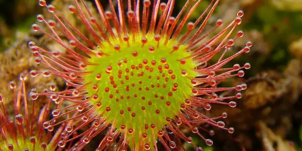 rocío-drosera-rotundifolia