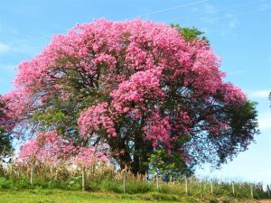 Características de Paineira (Ceiba Speciosa)