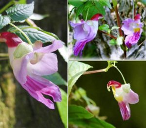 aprende sobre la rara y hermosa flor de loro (Impatiens Psittacina)