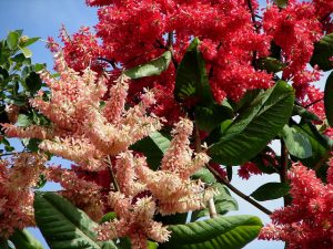 Características del oso hormiguero (Triplaris brasiliana)