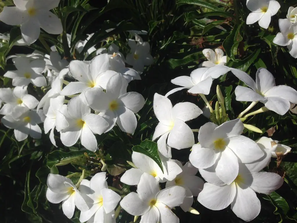 plumeria mojigata