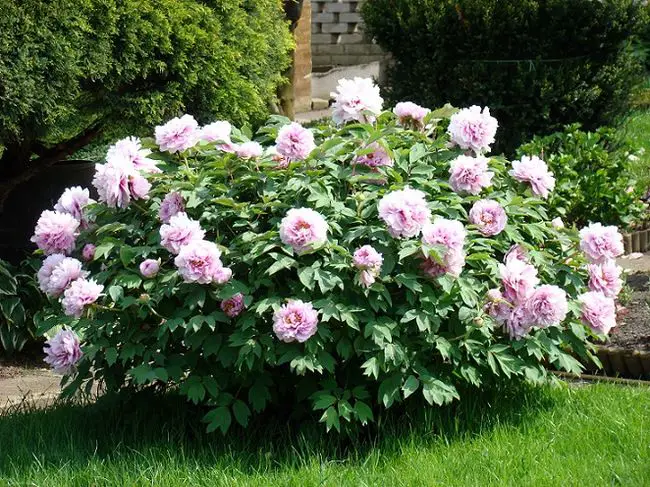 peonía arbusto