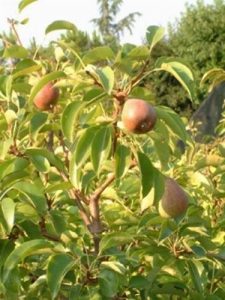 Pera - Pyrus communis